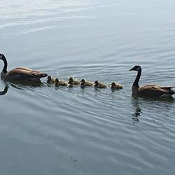 It&#39;s a Special Time at Loafers Lake, 2018